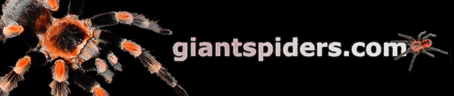 www.giantspiders.com